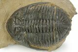 Detailed Hollardops Trilobite - Foum Zguid, Morocco #363168-1